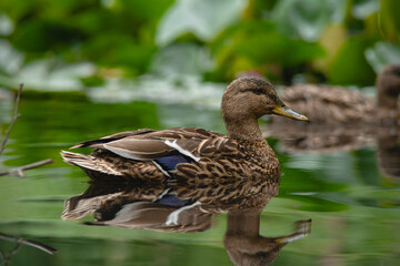 European wild brown duck swimming on a pond full of green lotus flowers. Close up low angle shot, no people