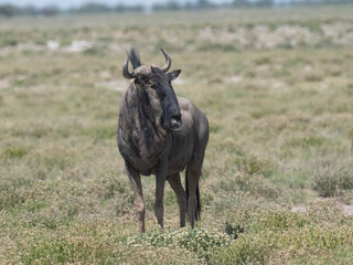 Streifengnu (Connochaetes taurinus)