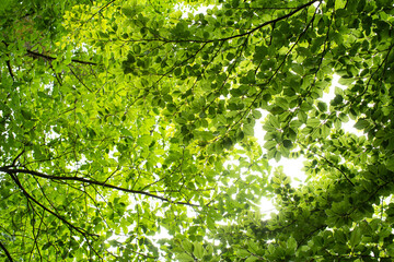 Lush green leaves on tree branches in a forest. Low, wide-angle looking up, no people
