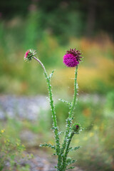 Thistle plant and flower, symbol of Scotland, in China a symbol of perseverance and longevity
