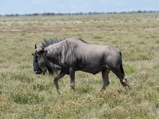 Streifengnu (Connochaetes taurinus)