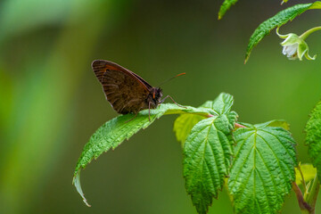 Day butterfly on flowers, spring.