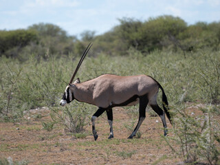 Spießbock oder Südliche Oryx (Oryx gazella)