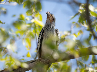 Südlicher Gelbschnabeltoko (Tockus leucomelas)