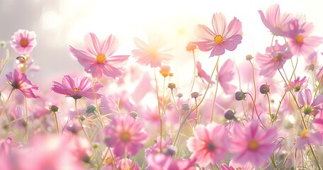 Sunlit Field of Pink Cosmos Flowers