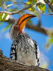 Südlicher Gelbschnabeltoko (Tockus leucomelas)