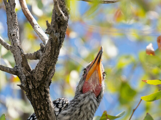 Südlicher Gelbschnabeltoko (Tockus leucomelas)