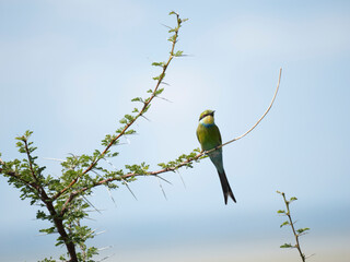 Schwalbenschwanzspint (Merops hirundineus)