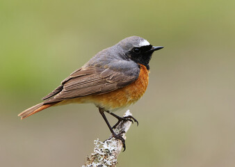 Common redstart (Phoenicurus phoenicurus) male closeup sitting on a branch in spring.