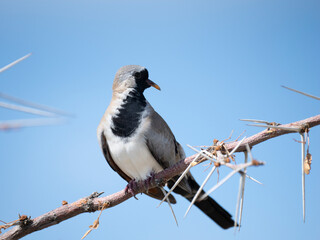 Kaptäubchen (Oena capensis)