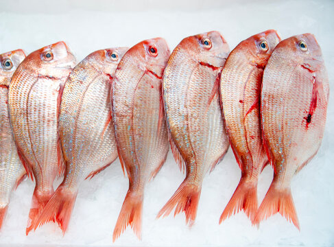 Madai, a bright red fish from Japan, has good taste and is commonly used for making sashimi.