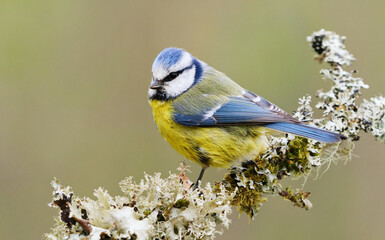 Eurasian blue tit (Cyanistes caeruleus) sitting on a branch in the garden in spring.	
