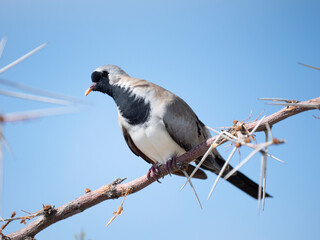 Kaptäubchen (Oena capensis)