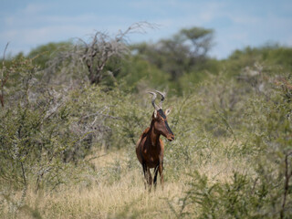 Südafrikanische Kuhantilope (Alcelaphus caama), auch Südliche Kuhantilope, Rote Kuhantilope, Kap-Hartebeest oder Kaama