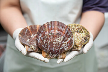 Fresh Japanese scallops are ready to be used in many dishes.