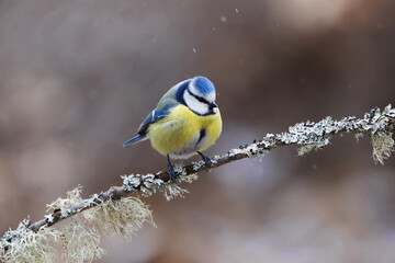 Eurasian blue tit (Cyanistes caeruleus) sitting on a branch in snowfall in the garden in spring.	
