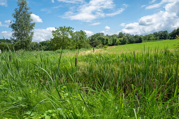 petit étang en bordure des champs, Chambésy