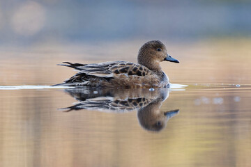 Eurasian wigeon or Eurasian widgeon (Mareca penelope) female swimming in the lake in spring.
