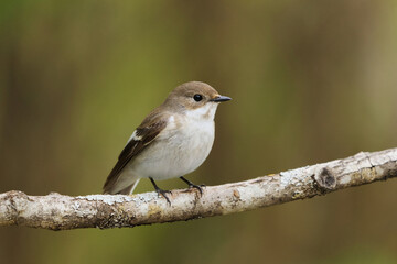 European pied flycatcher (Ficedula hypoleuca) female sitting on a branch in spring.	
