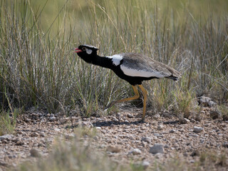 Weißflügeltrappe (Afrotis afraoides)