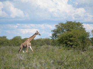 Obraz premium Angola-Giraffe (Giraffa giraffa angolensis)