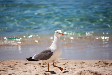 Close-up of a seagull on the beach among tourists at the seaside, looking for food