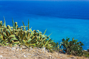 Agave plant, prickly pear and shrubs of the Mediterranean scrub contrast with the cobalt blue and...