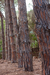 rows of maritime pine trunks in a pine forest. in the foreground, the texture of the bark