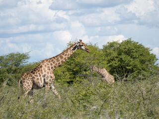 Angola-Giraffe (Giraffa giraffa angolensis)