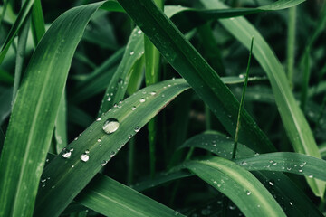 Obraz premium dew drops on green grass, color toned