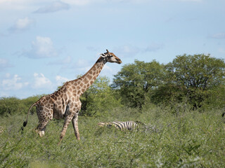 Angola-Giraffe (Giraffa giraffa angolensis)