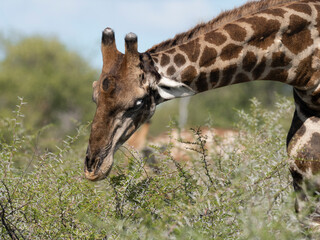 Angola-Giraffe (Giraffa giraffa angolensis)