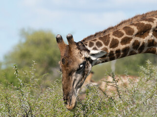 Angola-Giraffe (Giraffa giraffa angolensis)