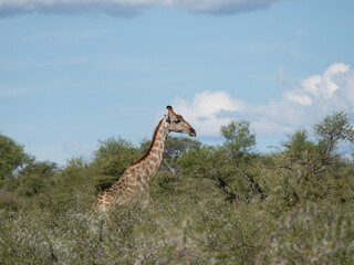 Angola-Giraffe (Giraffa giraffa angolensis)