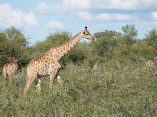 Angola-Giraffe (Giraffa giraffa angolensis)