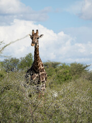 Angola-Giraffe (Giraffa giraffa angolensis)
