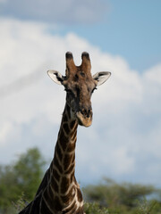 Angola-Giraffe (Giraffa giraffa angolensis)