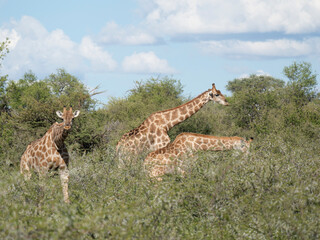 Angola-Giraffe (Giraffa giraffa angolensis)