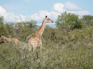 Angola-Giraffe (Giraffa giraffa angolensis)