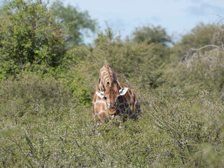 Angola-Giraffe (Giraffa giraffa angolensis)