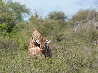 Angola-Giraffe (Giraffa giraffa angolensis)