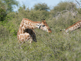 Angola-Giraffe (Giraffa giraffa angolensis)