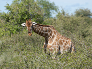 Angola-Giraffe (Giraffa giraffa angolensis)