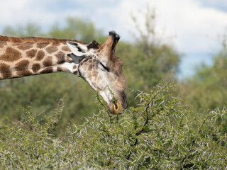 Angola-Giraffe (Giraffa giraffa angolensis)