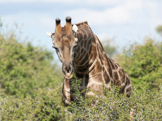 Angola-Giraffe (Giraffa giraffa angolensis)