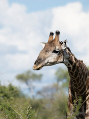 Angola-Giraffe (Giraffa giraffa angolensis)