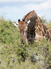 Angola-Giraffe (Giraffa giraffa angolensis)