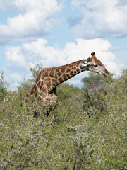 Angola-Giraffe (Giraffa giraffa angolensis)