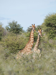 Angola-Giraffe (Giraffa giraffa angolensis)