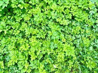 Green grass texture background. Natural green grass texture. Top view.